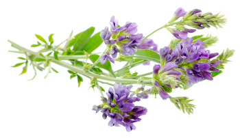 Alfalfa pulverisierte Blätter