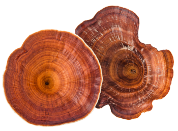 Reishi Pilz